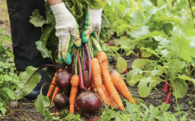 Local Food Economies: A Path to Food Security and Community Resilience