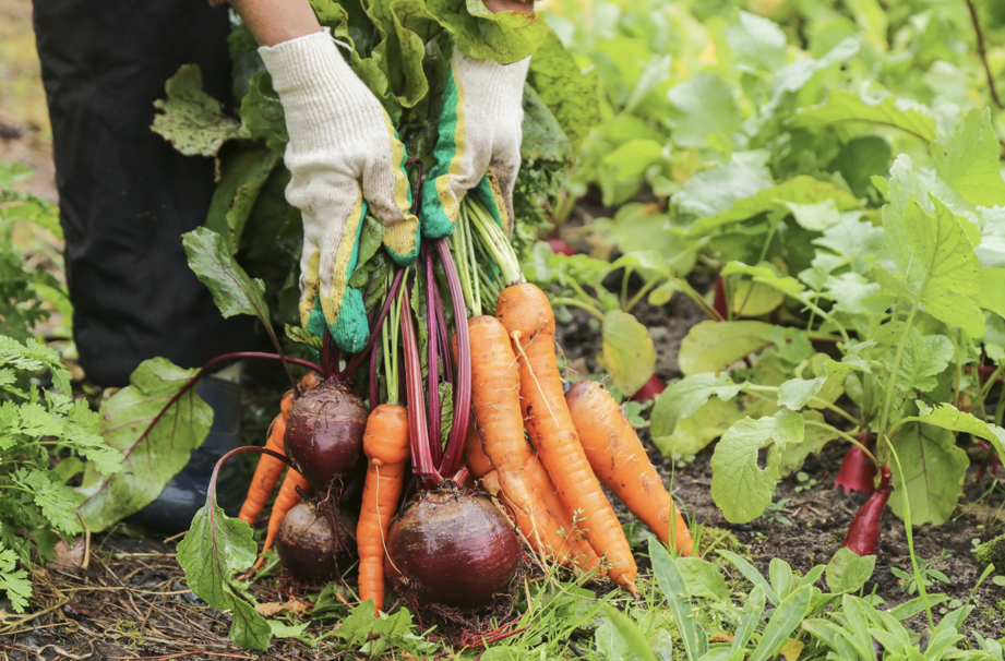 Local Food Economies: A Path to Food Security and Community Resilience