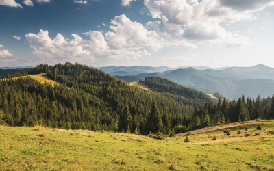 From Policy to Practice: Building the EU Market for Nature Credits, an article by Amped